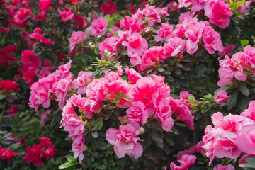 Beautiful Azalea Flowers in a Greenhouse