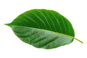 Obraz premium Close-up of a vibrant green leaf against a white background