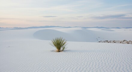 Serene white sand dunes with sparse desert plant under soft pastel sky