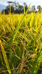Mature rice ready for harvest