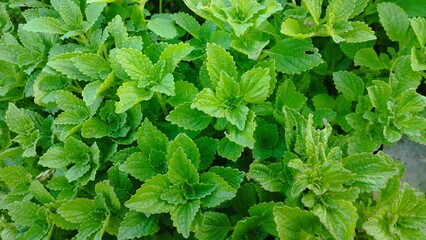 green leaves background