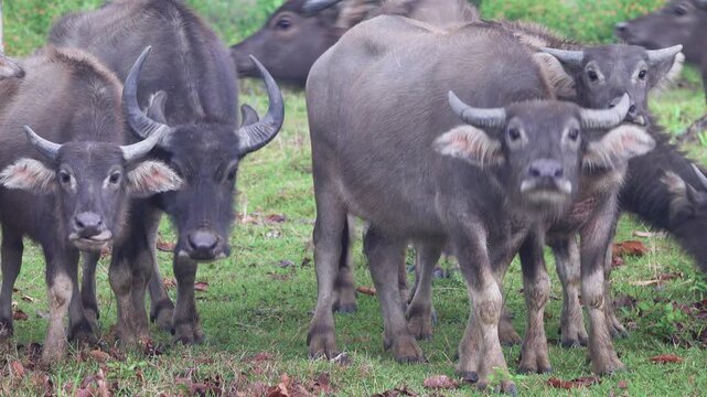 A herd of water buffaloes on a new asphalt road. Buffaloes look very funny. Vietnam