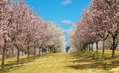 Almond orchard, blossoming pink almond orchard