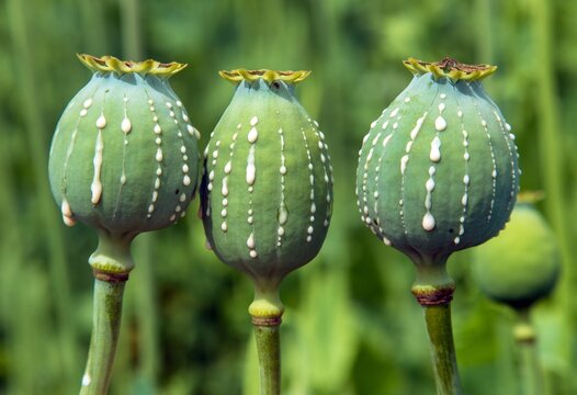 opium poppy heads milk latex papaver somniferum