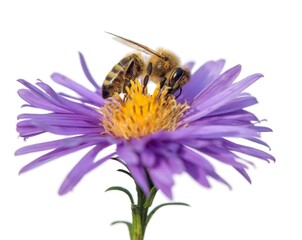 bee or honeybee Apis Mellifera isolated on white