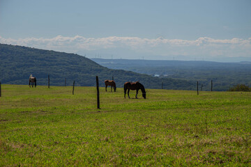 Horses grazing on green pastures