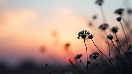Obraz premium Delicate Wildflowers Silhouetted Against a Soft Sunset Sky