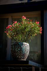 Big flower pot with blooming Oleander plant