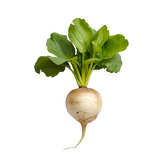 radish isolated on white background