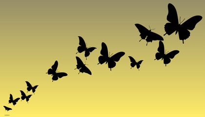 butterflies on a white background
