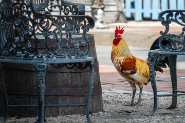 Colorful rooster in a street of Bahama village, Key West, Florida