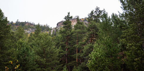 Rich tapestry of a pine and birch forest, with the rough textures of tree bark and the interplay of green and yellow leaves, evoking the lushness of a wild, natural woodland