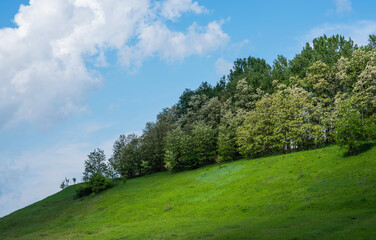 a serene hillside with a vibrant green grass, a grove of trees with light-colored foliage. The trees are in full leaf, late spring or summer. A clear blue sky with fluffy white clouds.