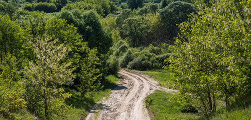 Naklejka premium A rugged country road slices through the heart of a lush, vibrant woodland, exploration under the bright canopy of a sunny, tranquil day.