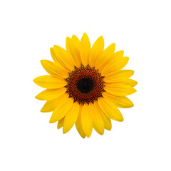 Naklejka premium sunflower isolated on white background