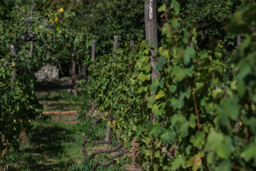 Vineyard with rows of grapevines supported by wooden posts, green foliage, and ripening grape clusters. Sunlight filters through leaves, highlighting the natural growth. Located in Georgia.