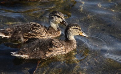 Two young mallards are swimming side by side in water in late summer.