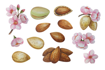 Almond nut, watercolor painting. Almond blossom. For your design