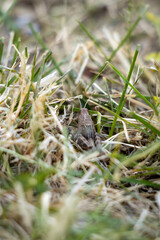 Grasshopper resting on dry grass