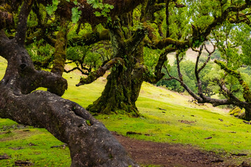 Twisted trees in the fog in Fanal Forest on the Portuguese island of Madeira. Huge, moss-covered...