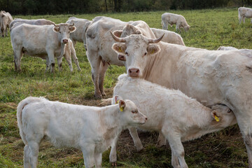 Obraz premium cows in a field