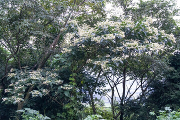 Trees in the woods.
Clerodendrum trichotomum. Harlequin Glorybower. Flowers are white or pale red from August to September.