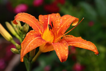 The orange lily in the garden. Drops of water on petals in rainy weather in summer.