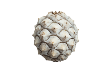 Fresh custard apple highlighting nutrients isolated on transparent background
