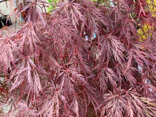Acer palmatum 'Garnet' &ndash; Japanischer F&auml;cherahorn