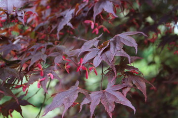Acer palmatum 'Bloodgood' &ndash; Japanischer F&auml;cherahorn