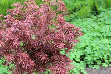 Acer palmatum 'Jerre Schwartz' &ndash; Japanischer F&auml;cherahorn