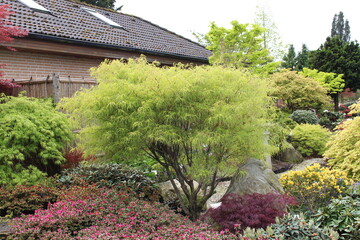 Acer palmatum 'Kiushi' &ndash; Japanischer F&auml;cherahorn