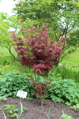 Acer palmatum 'Jerre Schwartz' &ndash; Japanischer F&auml;cherahorn