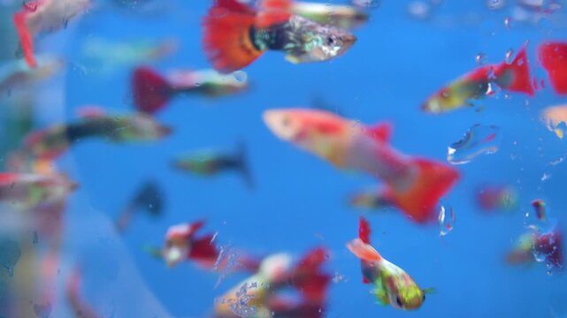 Aquarium fish at the Vietnamese bazaar. Goldfish Koi carp predominate