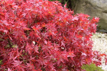 Acer palmatum 'Ruby Stars' &ndash; Japanischer F&auml;cherahorn