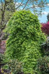 Acer palmatum 'Ryu-sei' &ndash; Japanischer F&auml;cherahorn