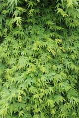 Acer palmatum 'Ryu-sei' &ndash; Japanischer F&auml;cherahorn