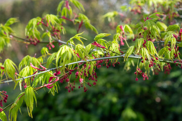 Acer palmatum – Japanischer Fächerahorn