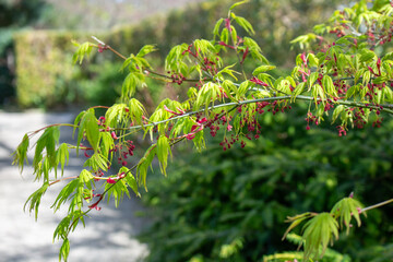 Acer palmatum &ndash; Japanischer F&auml;cherahorn