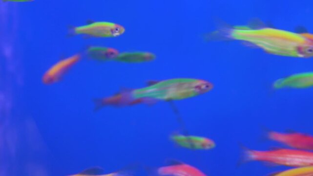 Aquarium fish at the Vietnamese bazaar. Goldfish Koi carp predominate