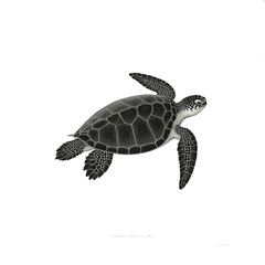 Sea turtle swimming isolated on transparent background