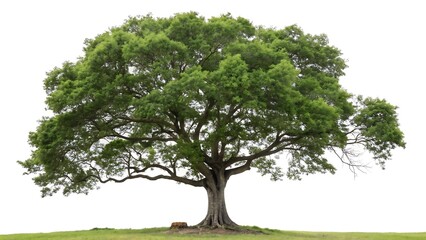 isolated single tree with clipping path and alpha channel on a white picture background. big tree large image is easy to use and suitable for all types of art work and print. isolated on AI Generated
