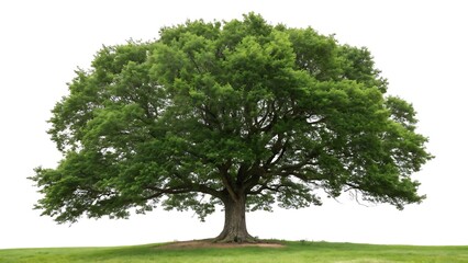 isolated single tree with clipping path and alpha channel on a white picture background. big tree large image is easy to use and suitable for all types of art work and print. isolated on AI Generated
