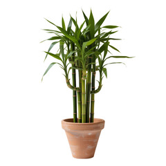 Obraz premium Elegant Bamboo Plant in Rustic Terracotta Pot, Transparent Background