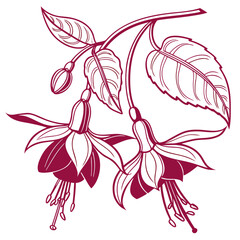 fuchsia flower vector