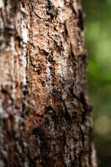 A peaceful forest scene captured in vivid detail, featuring textured tree bark, highlighting the intricate beauty of woodland ecosystems