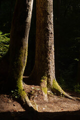 Obraz premium the old tree trunks mos-covered in the dark mystery forest