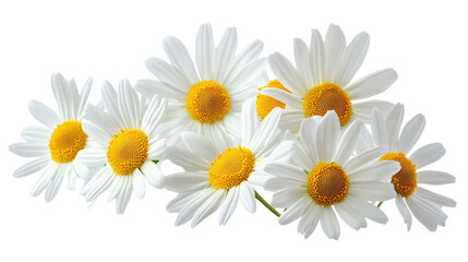 Obraz premium White Chamomile Flowers with Yellow Centers isolated on a transparent background