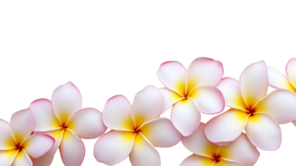 White Frangipani Flowers with Pink Edges isolated on a transparent background