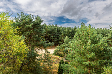 Fototapeta premium Curonian Spit National Park. Zelenogradsk, Kaliningrad Oblast, Russia.